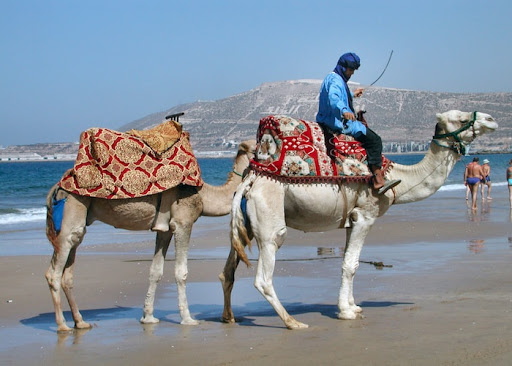 Jour 4. Agadir - Parc National De Souss-Massa - Tiznit - Agadir
